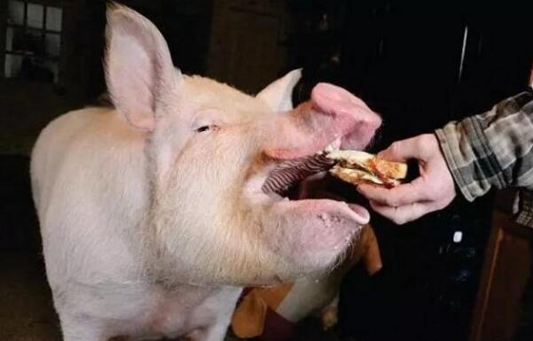 可爱小猪猪治愈图片/不许说我胖 我只是可爱到膨胀,可爱的胖猪猪图片(迷你猪被养成大胖猪) 可爱小猪猪治愈图片/不许说我胖 我只是可爱到膨胀,可爱的胖猪猪图片(迷你猪被养成大胖猪)