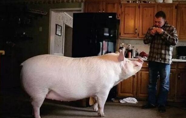 可爱小猪猪治愈图片/不许说我胖 我只是可爱到膨胀,可爱的胖猪猪图片(迷你猪被养成大胖猪) 可爱小猪猪治愈图片/不许说我胖 我只是可爱到膨胀,可爱的胖猪猪图片(迷你猪被养成大胖猪)