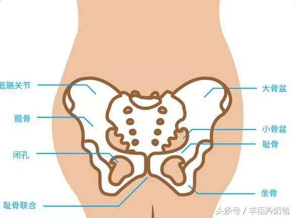 耻骨突出照片明显图片