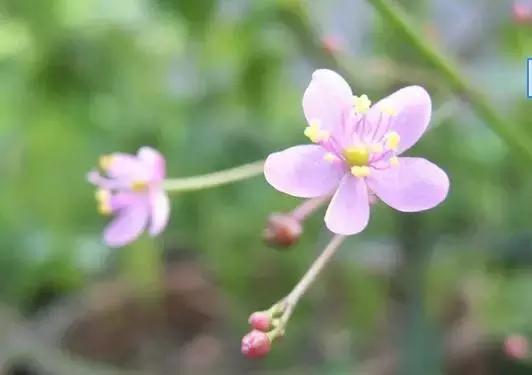 道德经有多少字，道德经一共有几张多少字（老子《道德经》只有五千字）