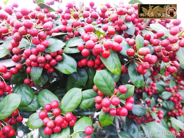 枸骨果怎么吃，枸骨果好吃吗（湖北宜昌：无刺枸骨硕果满枝）