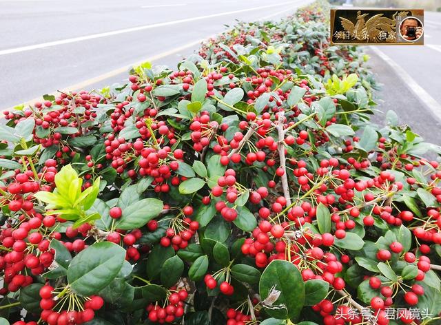 枸骨果怎么吃，枸骨果好吃吗（湖北宜昌：无刺枸骨硕果满枝）