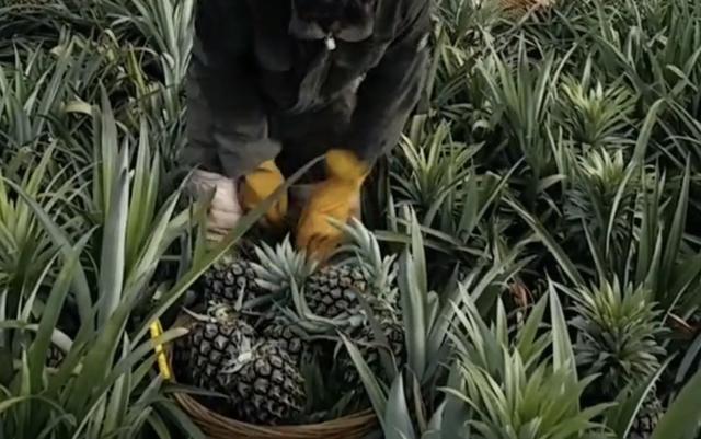 菠萝是树上的还是地下的（菠萝是长在树上还是埋在土里）