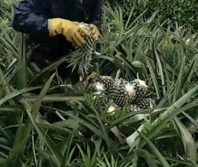 菠萝是树上的还是地下的（菠萝是长在树上还是埋在土里）