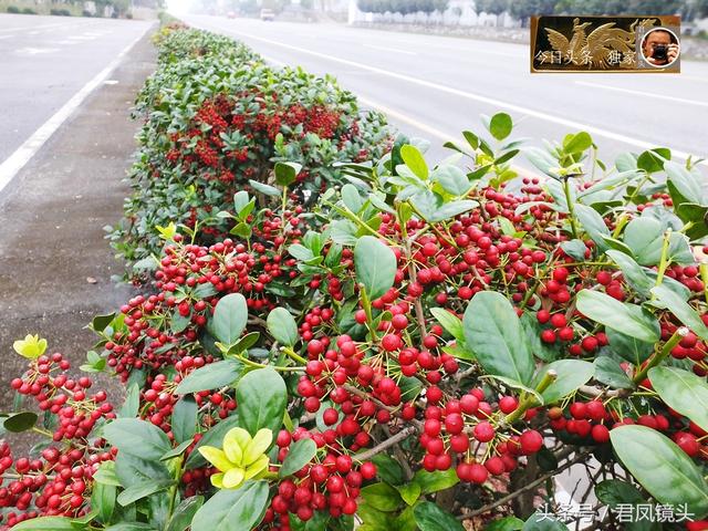 枸骨果怎么吃，枸骨果好吃吗（湖北宜昌：无刺枸骨硕果满枝）