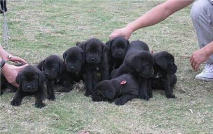 罗威纳幼犬怎么看品相，罗威纳犬怎么看纯不纯（怎样分辨卡斯罗是否纯种）