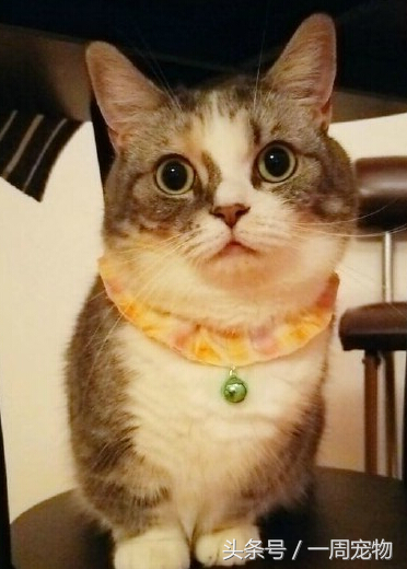短腿猫是什么品种，短腿猫（短腿猫性格（什么猫短腿）
