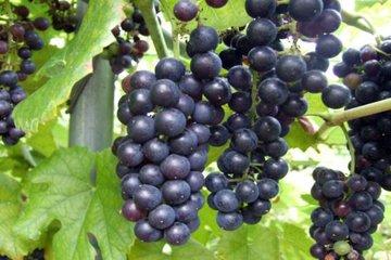 酵母制酒的制作方法，酒酵母怎么做（用葡萄酿酒的方法）