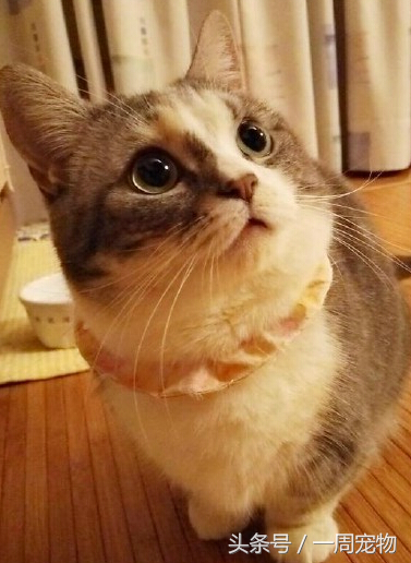 短腿猫是什么品种，短腿猫（短腿猫性格（什么猫短腿）