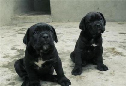 罗威纳幼犬怎么看品相，罗威纳犬怎么看纯不纯（怎样分辨卡斯罗是否纯种）