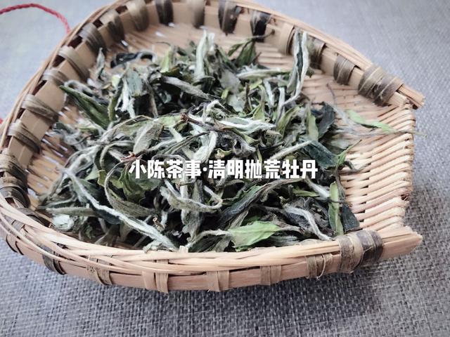 常见白茶有哪些品种，常见白茶有哪些品种好（让你一次性彻底了解白茶的分类）