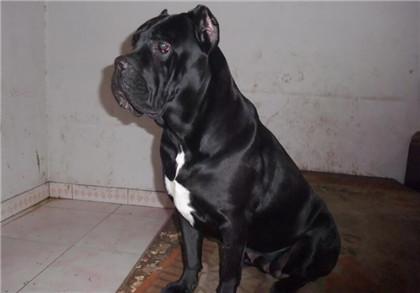 罗威纳幼犬怎么看品相，罗威纳犬怎么看纯不纯（怎样分辨卡斯罗是否纯种）