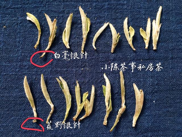 常见白茶有哪些品种，常见白茶有哪些品种好（让你一次性彻底了解白茶的分类）