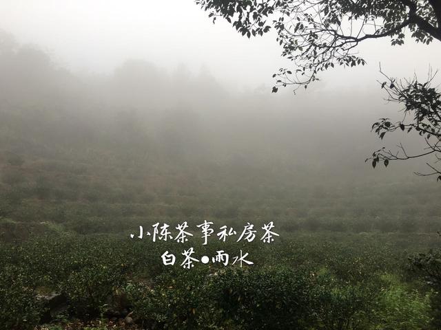 常见白茶有哪些品种，常见白茶有哪些品种好（让你一次性彻底了解白茶的分类）