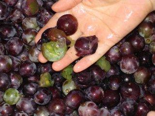 酵母制酒的制作方法，酒酵母怎么做（用葡萄酿酒的方法）