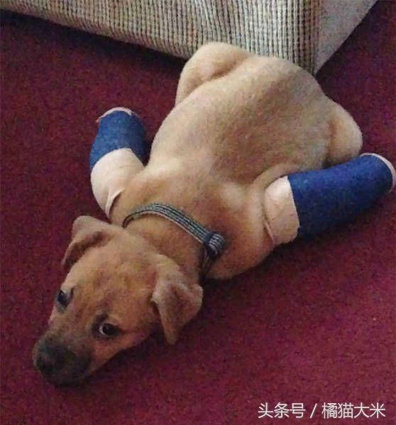被金丝熊咬出血有事吗，被金丝熊咬出血怎么办（受了伤也要一本正经地卖萌）