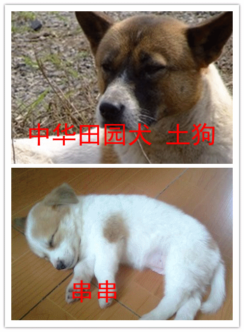 解谜 土狗 串串之间的区别！它们的区别在哪？