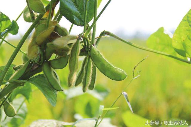 毛豆是什么形状 毛豆简介，毛豆是什么形状（——毛豆）