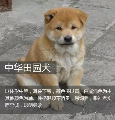 解谜 土狗 串串之间的区别！它们的区别在哪？