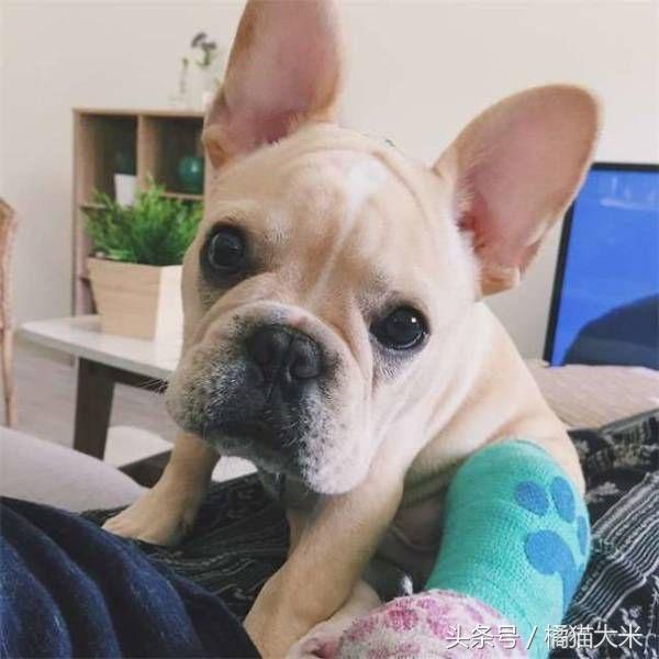 被金丝熊咬出血有事吗，被金丝熊咬出血怎么办（受了伤也要一本正经地卖萌）