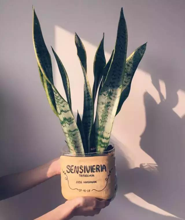 矿泉水瓶手工制作花瓶趣味变废为宝手工制作，矿泉水瓶子怎样做成手工花瓶（矿泉水瓶和饮料瓶改造成的9种很有家居特色的花盆教程）