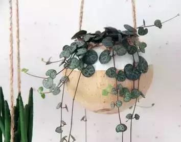 矿泉水瓶手工制作花瓶趣味变废为宝手工制作，矿泉水瓶子怎样做成手工花瓶（矿泉水瓶和饮料瓶改造成的9种很有家居特色的花盆教程）