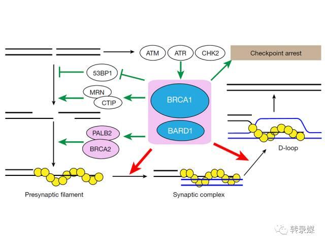 dsdna和ssdna是什么意思，cdna是什么（如何把断了的DNA……接起来）