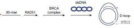 dsdna和ssdna是什么意思，cdna是什么（如何把断了的DNA……接起来）