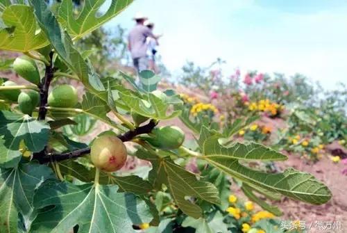 万州区有哪些风景名胜，万州旅游十大景点（万州这10个景区豪送门票）