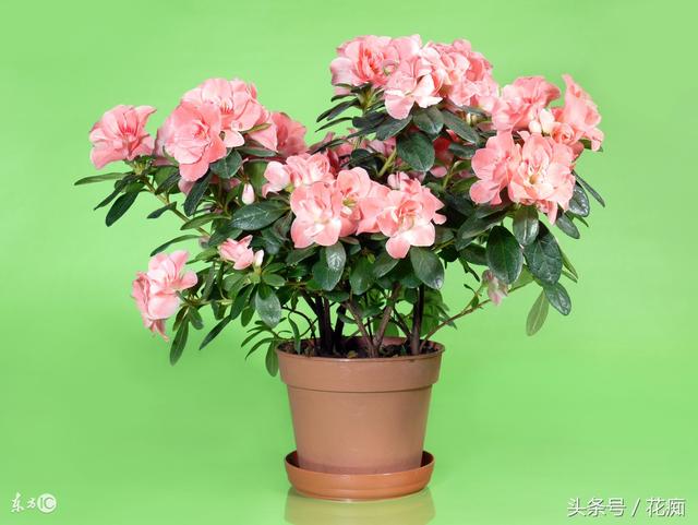 冬天开什么花，杭州冬天开什么花（最适合冬天养的14种花）