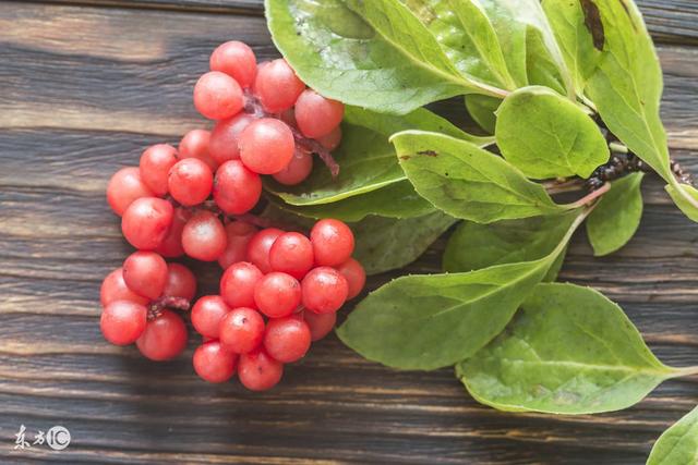 五味子的功效与作用及禁忌，五味子菟丝子的功效与作用及食用方法