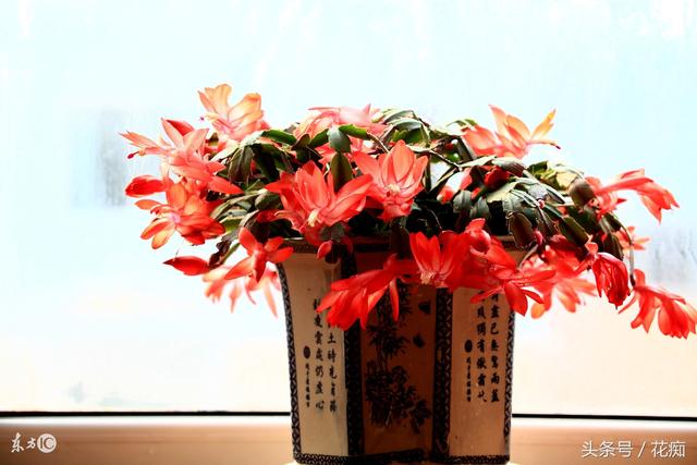 冬天开什么花，杭州冬天开什么花（最适合冬天养的14种花）