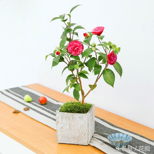 冬天开什么花，杭州冬天开什么花（最适合冬天养的14种花）