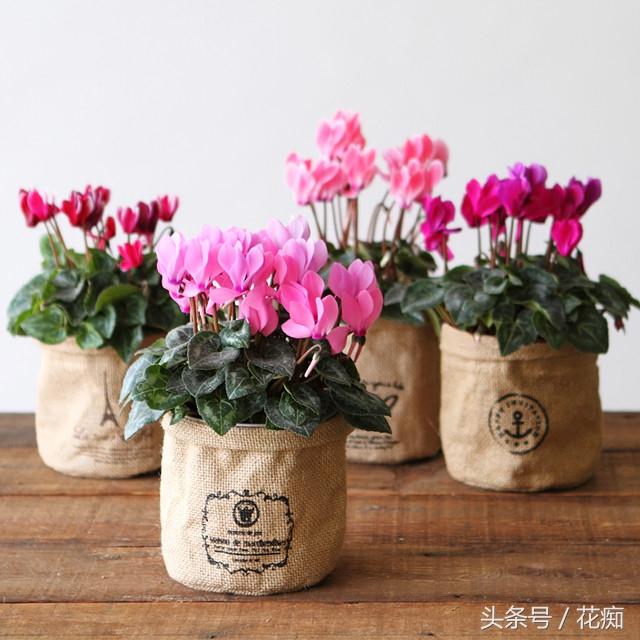 冬天开什么花，杭州冬天开什么花（最适合冬天养的14种花）