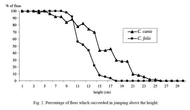 跳蚤有多大的弹跳力，跳蚤弹跳力是人的几倍（猫和狗，谁身上的跳蚤跳的更高）