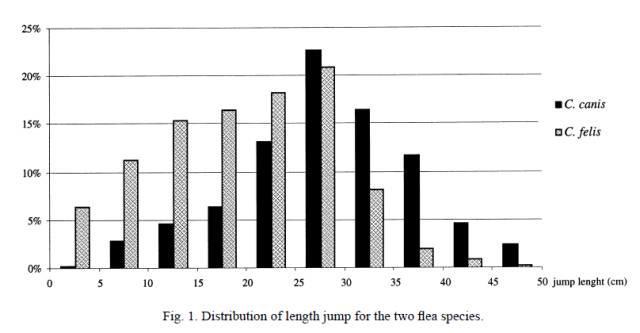 跳蚤有多大的弹跳力，跳蚤弹跳力是人的几倍（猫和狗，谁身上的跳蚤跳的更高）