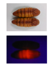 蚕怎么分公母最简单的方法，蚕怎么分公母（获“挑战杯”国家一等奖项目快速给你答案）