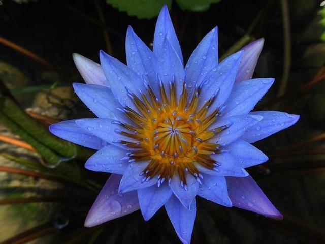 睡火莲的花语和象征意义，睡火莲：格兰蒂亚最娇贵的花