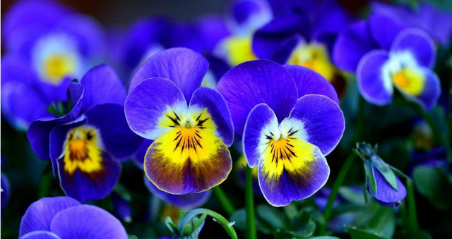 石蕊（石蕊试剂），化学试剂中的变色龙——石蕊试剂（石蕊试液在）