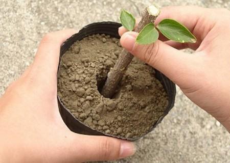 芦莉花的养殖方法和注意事项，植物扦插繁殖新技术图解