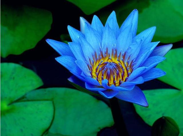 睡火莲的花语和象征意义，睡火莲：格兰蒂亚最娇贵的花