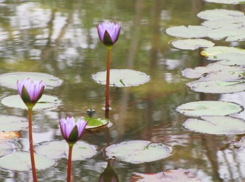 睡火莲的花语和象征意义，睡火莲：格兰蒂亚最娇贵的花