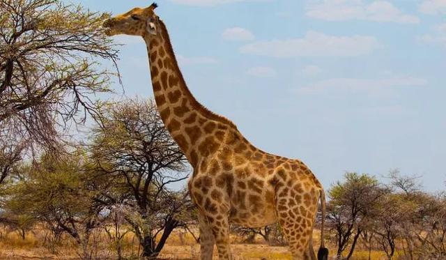 长颈鹿为什么脖子很长，长颈鹿的脖子为什么那么长（长颈鹿的脖子为什么这么长）