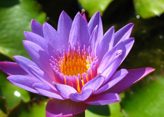 睡火莲的花语和象征意义，睡火莲：格兰蒂亚最娇贵的花