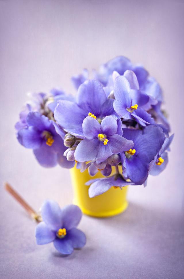 紫罗兰鲜花花语图片