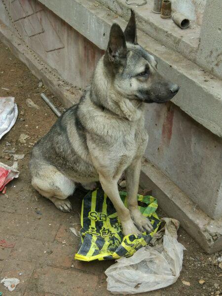 怎么看狼青纯不纯，怎么看狼青有几个月了（狗肉馆待宰的“狼青”）