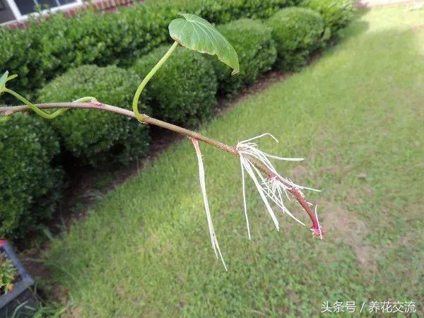 水培红薯的方法，水培红薯方法和注意事项（水培的红薯盆栽长得比常青藤还美）