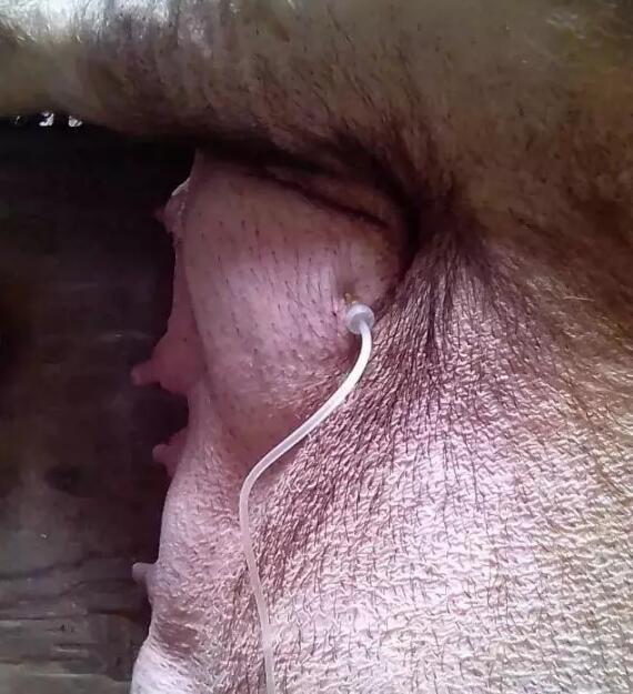 如何给人打针正确方法，你知道怎么打针吗（给猪打吊瓶的步骤）