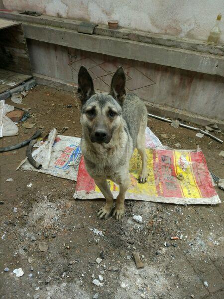 怎么看狼青纯不纯，怎么看狼青有几个月了（狗肉馆待宰的“狼青”）