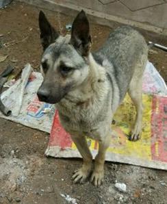 怎么看狼青纯不纯，怎么看狼青有几个月了（狗肉馆待宰的“狼青”）